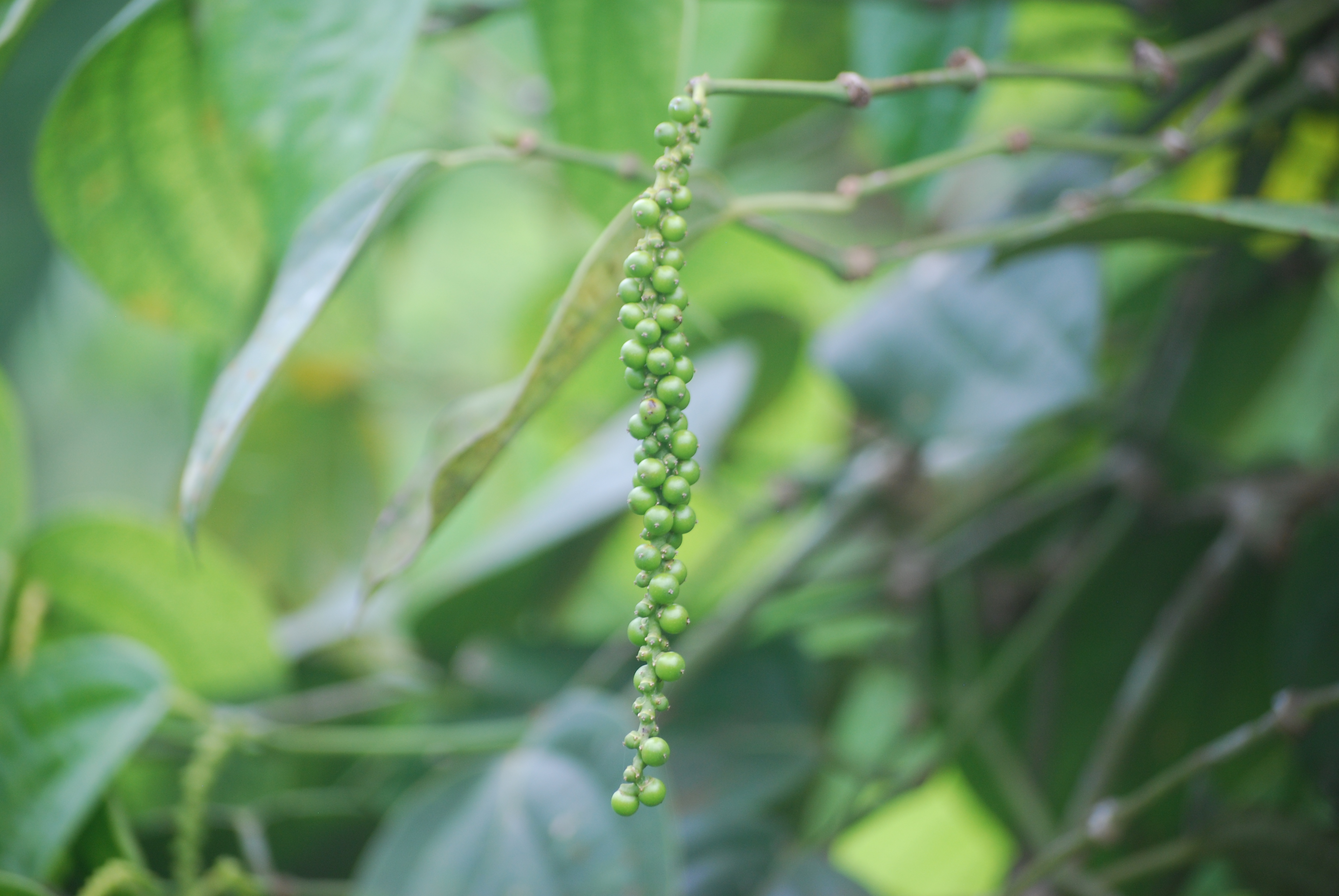 Black Pepper Background